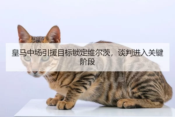皇马中场引援目标锁定维尔茨，谈判进入关键阶段