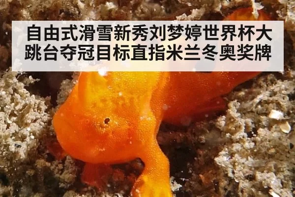 自由式滑雪新秀刘梦婷世界杯大跳台夺冠目标直指米兰冬奥奖牌